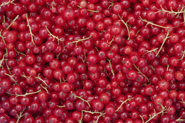 Background from fresh red currant berries, close up