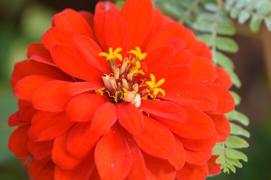 red dahlia flower