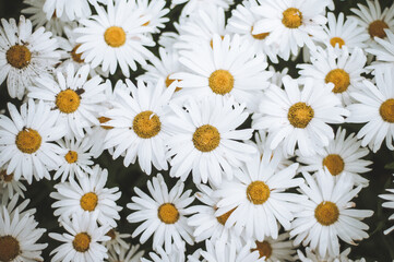 White chamomiles. Wild daisies flowers for natural gardening, springtime and sustainable environment