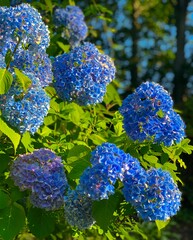 Blue and Violet Hydrangea Blossoms