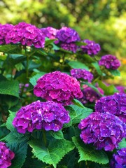 Pink and Purple Hydrangeas 3