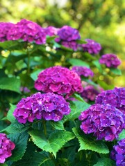 Pink and Purple Hydrangeas 2