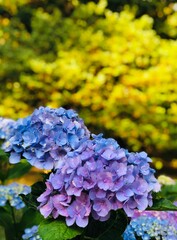 Blue and Purple Hydrangeas