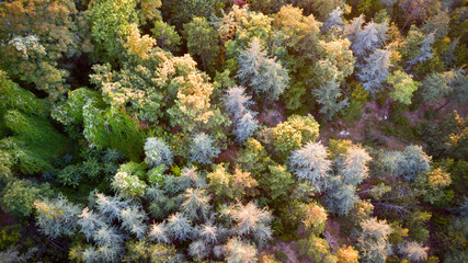 Naklejka na ściany i meble Aerial view of colorful forest trees at the sunset. 
