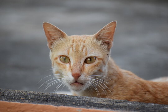 portrait of a cat