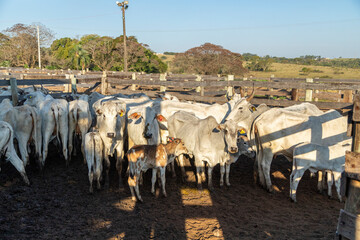 Livestock in confinement, oxen, cows, sunny day