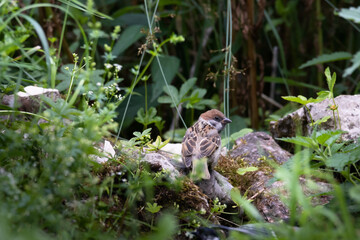 Feldsperling am Badeplatz