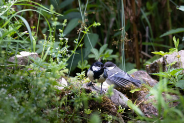 Adulte und juvenile Kohlmeise