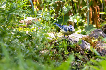 Blaumeise an der Badestelle