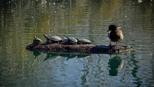 Duck on a log in a pond looks at five turtles facing away from it in slow motion 4k