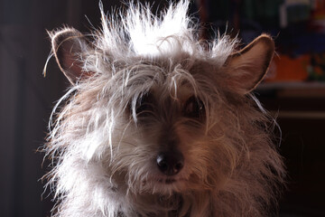 Cute funny fluffy dog portrait