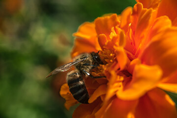 A bee on an orange flower, in the process of collecting nectar, a side view and wings stick out