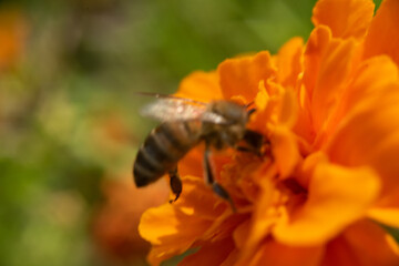 A bee on an orange flower, in the process of collecting nectar, a side view and wings stick out