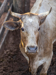 Portrait of an ox confined in the auction stall stable