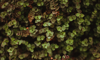 Background of small green leaves. Dense layer of leaves. Texture of round leaves.
