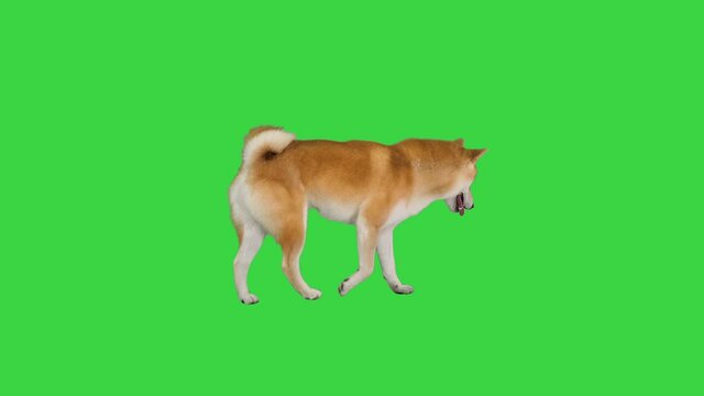 Smiling red shiba inu walking on a Green Screen, Chroma Key.