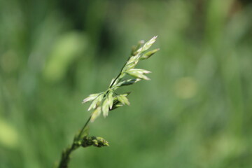 close up of a plant