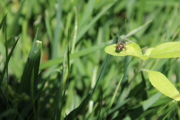 fly on leaf