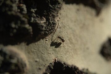 Bark on a tree with fungal growth like the surface of the moon in craters for backgrounds