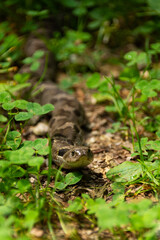 Eastern Hog-nosed Snake