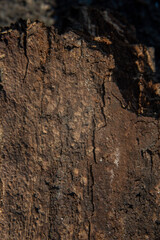 Bark on a tree with fungal growth like the surface of the moon in craters for backgrounds