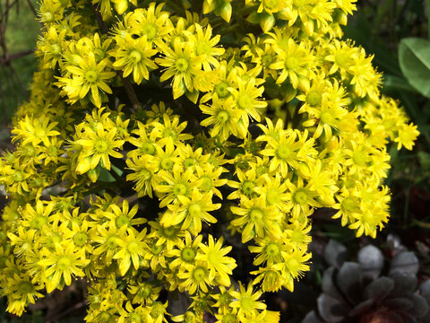 Yellow Aichryson flower blooming in spring