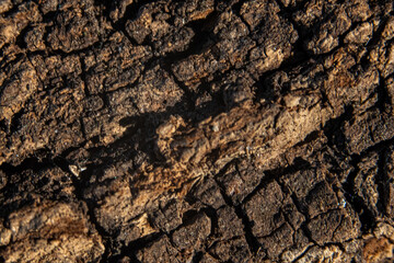 Bark on a tree with fungal growth like the surface of the moon in craters for backgrounds