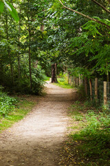 Fototapeta na wymiar a fairy tale-like path in a forest