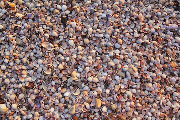 seashells nature pattern  texture background