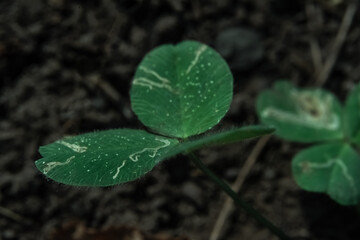 Young succulent and green leaves on a tree sapling sprouting from the ground