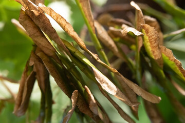 Ripening tree seeds on a branch in the form of blades helicopters, as a background, smzu and side view