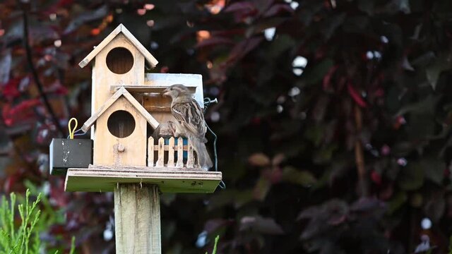 oiseaux des villes