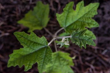 Young succulent and green leaves on a tree sapling sprouting from the ground
