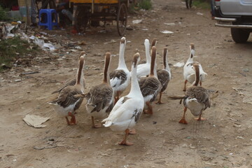 Local ducks group in countryside, Bangladesh