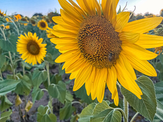 Sunset sunlight on Sunflower Thrace Turkey Europe