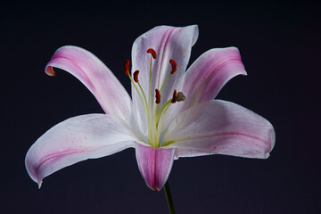 pink lily on a black background