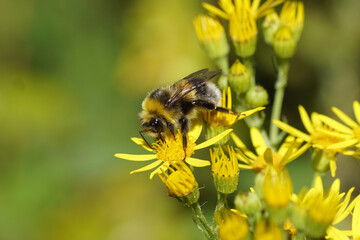 White-tailed bumblebee (Bombus lucorum), family Apidae on the flowers of ragwort (Senecio jacobaea), family Asteraceae or Compositae. Summer in a Dutch garden.