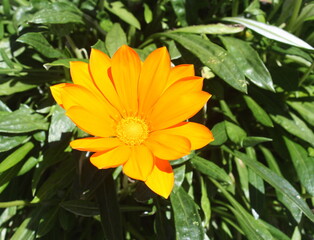 soucis orange ,floraison 