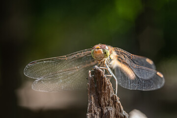 Close-up of a dragonfly sitting on a split tree stump with a blurred background in the sun