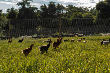 Breeding ground chickens in the interior of São Paulo.