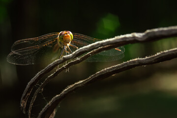 Close-up of a dragonfly sitting on a split tree stump with a blurred background in the sun
