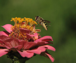 Close-up of a striped hoverfly (Syrphidae) with burgundy eyes on beautiful pink zinnia. Selective focus.