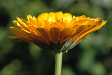 Close up of a orange calendula flowers on blurred garden background under sunshine. Selective focus and blurred background.	