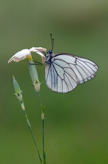 Aporia crataegi butterfly on a white wild flower early in the morning waiting for the first rays of the sun