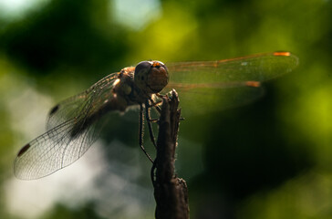 Close-up of a dragonfly sitting on a split tree stump with a blurred background in the sun