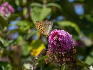 Großer Perlmutterfalter auf Sommerflieder