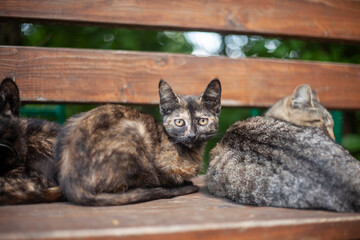 Homeless cats on the street.
