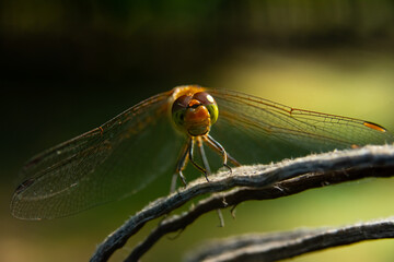 Close-up of a dragonfly sitting on a split tree stump with a blurred background in the sun