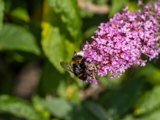 Hummel auf Sommerflieder