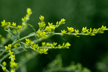 Plant branch with yellow flowers on blurred green nature background